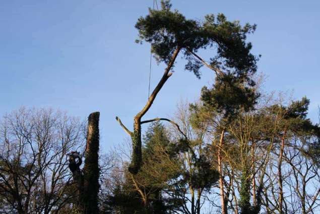 bomen velen